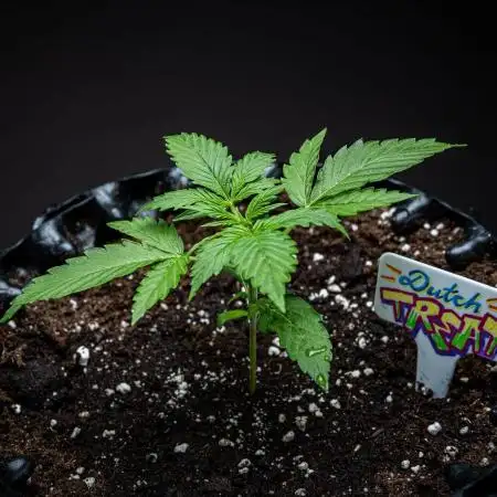 Dutch Treat Auto Zamnesia Seeds