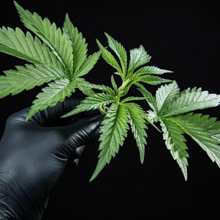 Franco's Fullgas! Green House Seed Co.