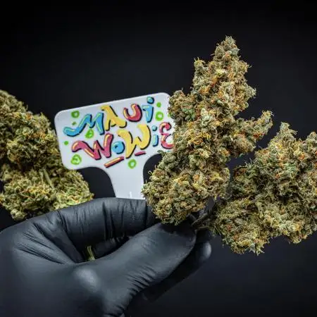 Maui Wowie Autoflower Seeds