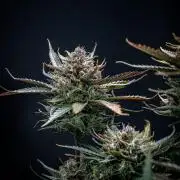 Lemon Cherry Cookies Auto Fast Buds