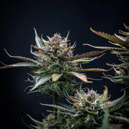 Lemon Cherry Cookies Auto Fast Buds