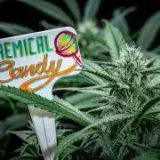 Chemical Candy Green House Seeds