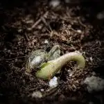 Chemical Candy Green House Seeds