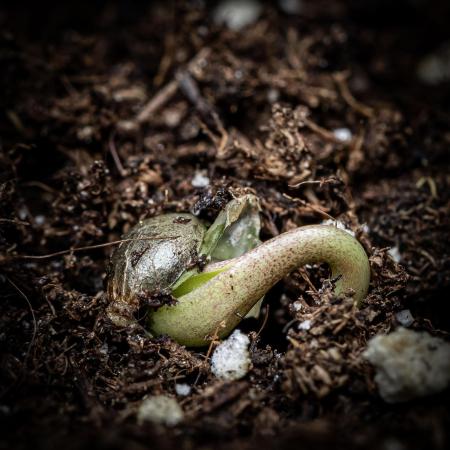 Chemical Candy Green House Seeds