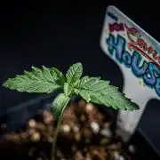 Candy House UKHTA Genetics