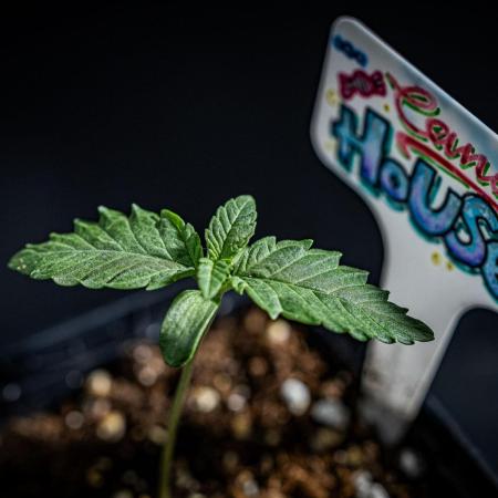 Candy House UKHTA Genetics