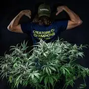 Chemical Candy Green House Seeds