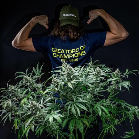 Chemical Candy Green House Seeds