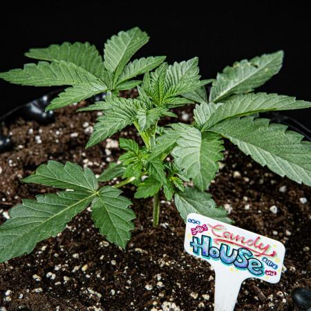 Candy House UKHTA Genetics
