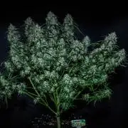 Sensi Supreme Oak Automatic Sensi Seeds