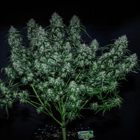Sensi Supreme Oak Automatic Sensi Seeds