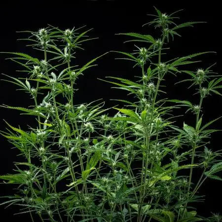 Permanent Jealousy XL Auto Sweet Seeds