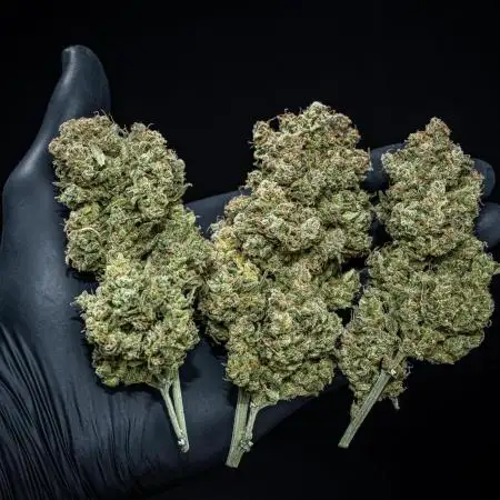 Sour Jealousy Auto Fast buds