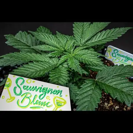 Sauvignon Blanc Automatic Sensi Seeds