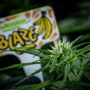 Banana Blaze Auto Dutch Passion