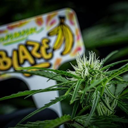 Banana Blaze Auto Dutch Passion