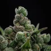 Franco's Fullgas! Green House Seed Co.