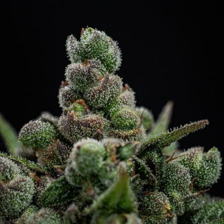 Franco's Fullgas! Green House Seed Co.