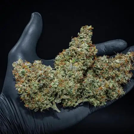 AK 2.0 XL Auto Ganja Farmer Seedbank