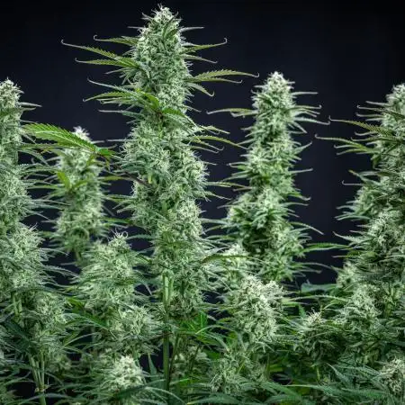 Z-UP Auto Fast Buds Indoor