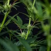Frosted Guava Auto Green House Seed Co.