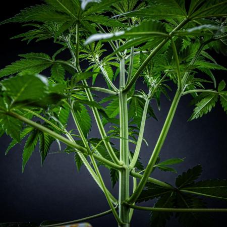 Banana Blaze Auto Dutch Passion