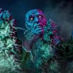 Z-UP Auto Fast Buds Indoor