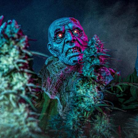 Z-UP Auto Fast Buds Indoor