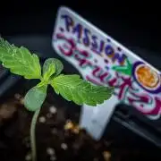 Passion Fruitz Automatic Zamnesia