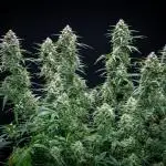 Z-UP Auto Fast Buds Indoor
