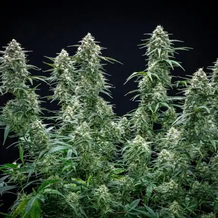 Z-UP Auto Fast Buds Indoor