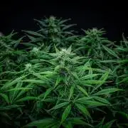 Auto Gelato Pyramid Seeds