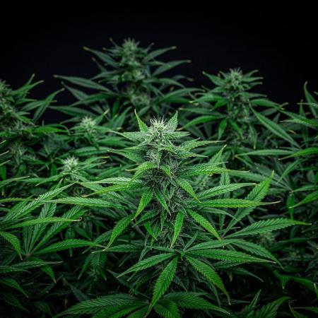 Auto Gelato Pyramid Seeds