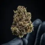 Guava Auto fast buds Outdoor 2025