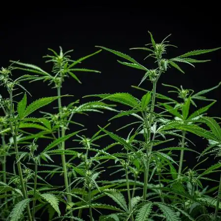 Permanent Jealousy XL Auto Sweet Seeds