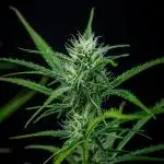 Permanent Jealousy XL Auto Sweet Seeds