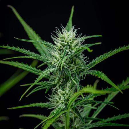 Permanent Jealousy XL Auto Sweet Seeds