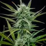 Permanent Jealousy XL Auto Sweet Seeds