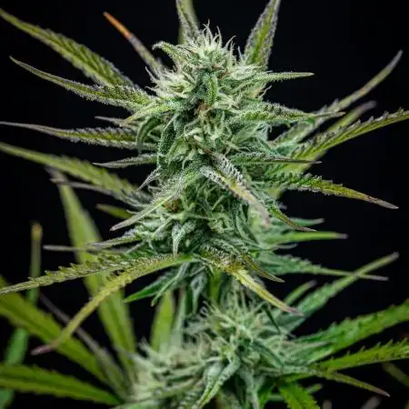 Permanent Jealousy XL Auto Sweet Seeds