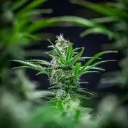 Passion Fruitz Automatic Zamnesia