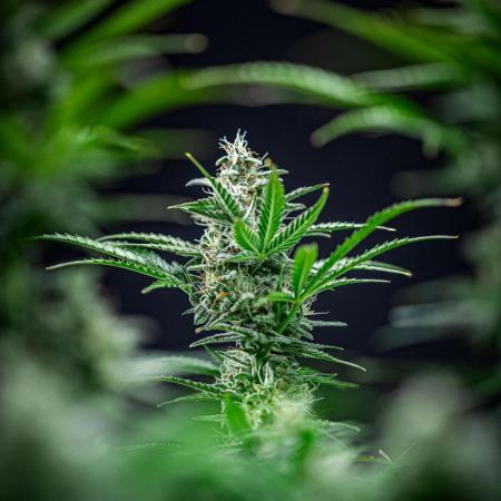 Passion Fruitz Automatic Zamnesia