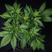 Purple Lemonade Auto RF3 Fast Buds