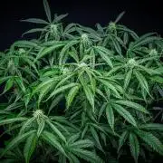 Chemical Candy Green House Seeds