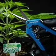 Sticky Broccoli Zamnesia EternityGrowCup