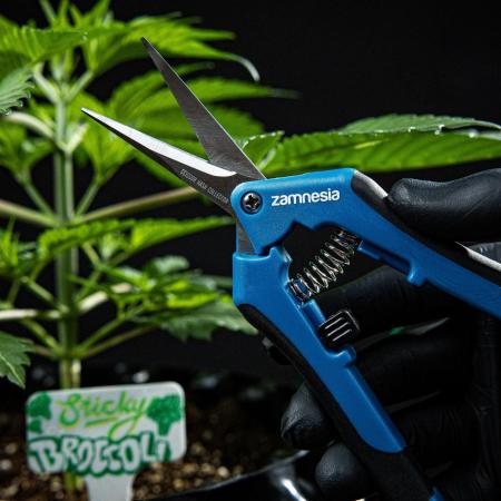 Sticky Broccoli Zamnesia EternityGrowCup