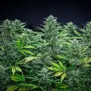 Auto Gelato Pyramid Seeds