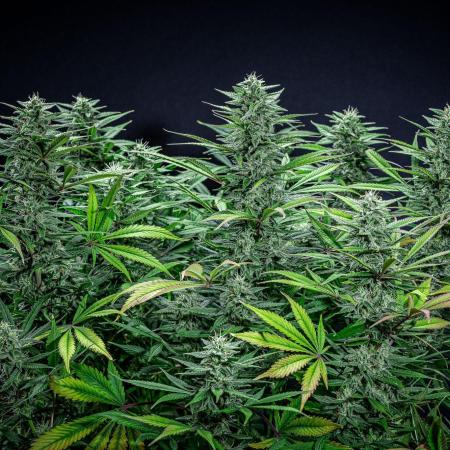 Auto Gelato Pyramid Seeds