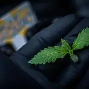 Biscotti Auto Green House Seed Co.