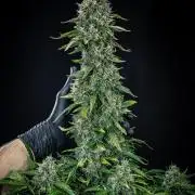 Ghost Train Haze Autoflower Zamnesia