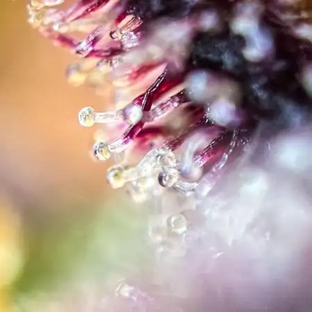 Lemon Cherry Cookies Auto Fast Buds